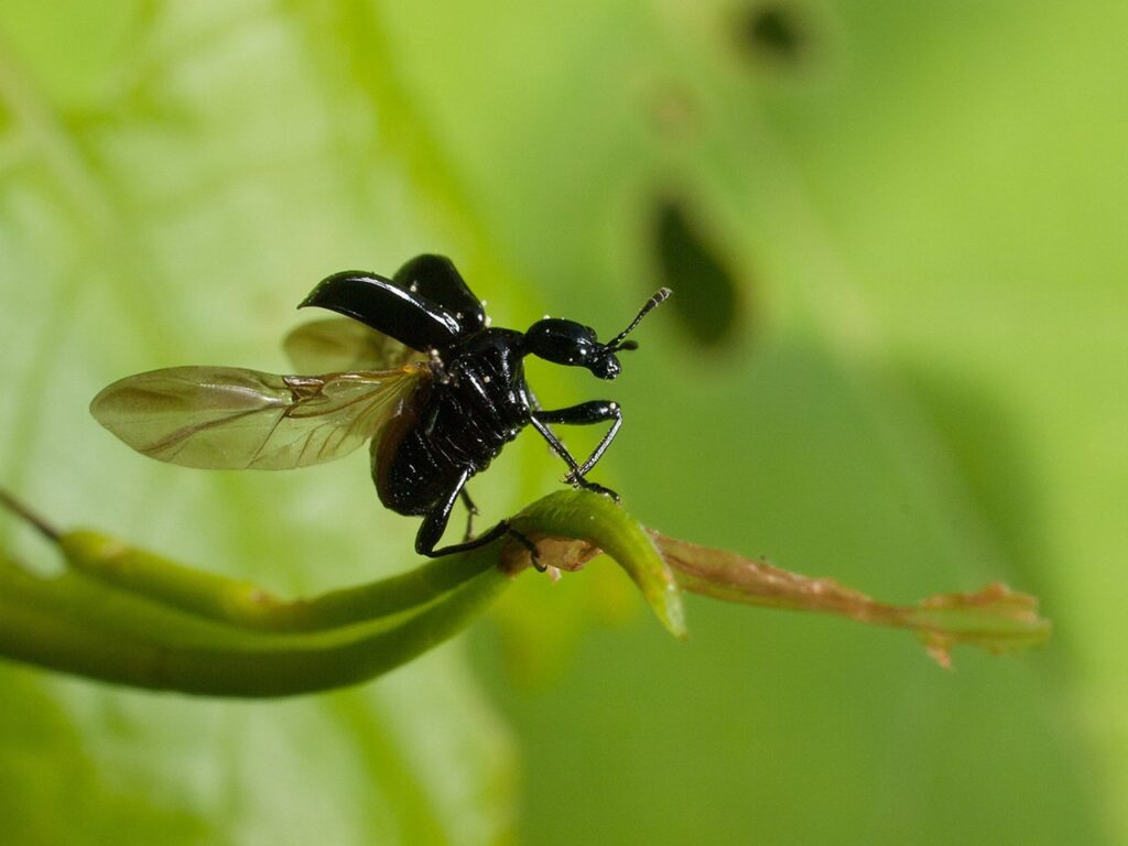 ヒメクロオトシブミ