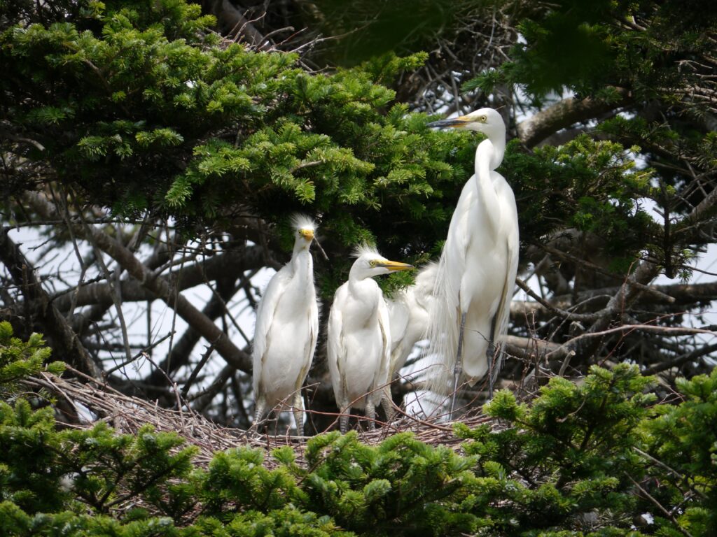ダイサギの一家