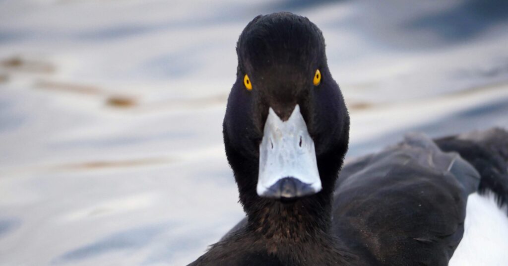 キンクロハジロ